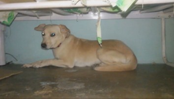 Ako pomôcť domácim miláčikom na Silvestra? Veterinár má pre majiteľov dôležité rady