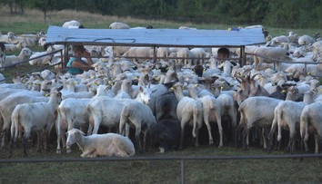 Žiadna moderná technológia, len ruky. Pozrite sa, ako bača žije na tradičnom salaši