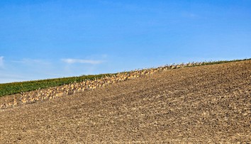 Pohľad ako z divočiny. Michalovi na Záhorí zablokovali cestu stovky danielov