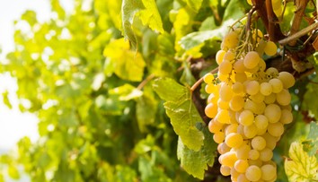 Milujete hrozno? Vedci zistili, že má výborné účinky pri jednej skupine ľudí