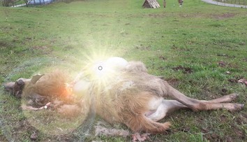 Vlci uštvali a strhli jeleňa až priamo v dedine. Starosta vyzýva ľudí, aby boli opatrní