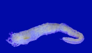 Pri Škótsku objavili zvláštne čudo: Oči malo aj naspodku tela