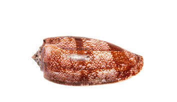 Pavel našiel na pláži v Egypte prekrásnu mušľu. Keď zistil, čo to je, zostal v úplnom šoku