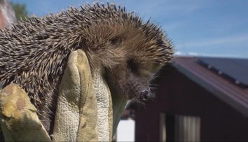 Celú noc ich budil zvláštny hluk, podozrievali opilcov. Keď zistili, kto ho robí, pobavilo ich to