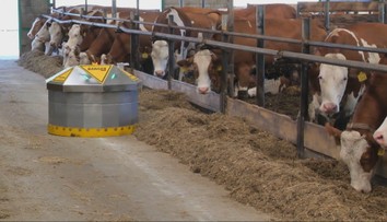 Pomáha kŕmiť kravy, produkcia mlieka stúpa. Na družstve pri Púchove majú nového robotického kolegu