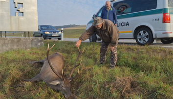 Nebezpečná jeseň na cestách. Zver vbieha pod kolesá každý deň
