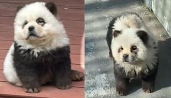 Pandy, ktoré štekali. Čínska zoo priznala, že ide o nafarbené psy