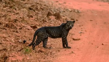 VIDEO: Muž bol šťastím bez seba. Podarilo sa mu zachytiť vzácneho čierneho leoparda