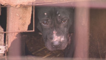 Nové projekty na ochranu zvierat. Pomôcť majú najmä túlavým psom, útulky by mali dostať dotácie