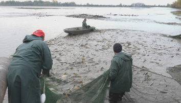 Skončia na štedrovečerných stoloch. Pri Michalovciach začali s výlovom kaprov