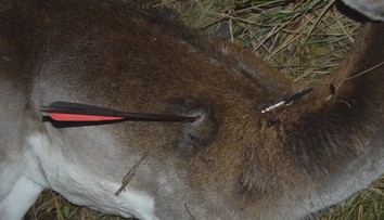 Pytliaci opäť úradovali, samicu daniela tentoraz zabili kurióznym spôsobom