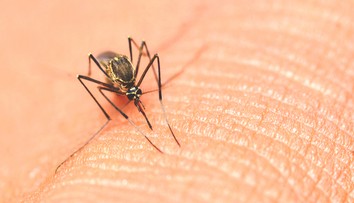 USA zaznamenali prvé lokálne šírenie závažného infekčného ochorenia, ktoré prenášajú komáre