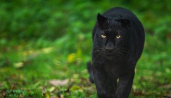 V Česku sa pohybuje záhadná čierna šelma. Môže ísť o leoparda