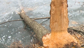 Spor pre bobry: Ničia stromy, podmývajú brehy a robia škody. Na Počúvadle dokonca ohrozujú pamiatku UNESCO
