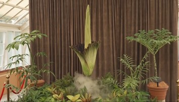 Najsmradľavejšia rastlina na svete. Ľudia stáli dlhé hodiny v rade, aby ju mohli ovoňať