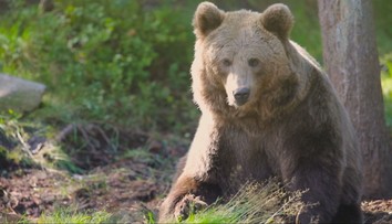 Medvede sú v obci na Liptove na dennom poriadku. Rozhodli sa preto konať