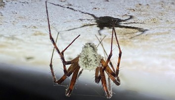 Známy apokalyptický seriál sa stáva realitou. Vedci objavili huby, ktoré menia pavúkov na zombie