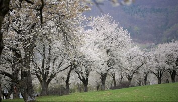 Rozkvitnutý čerešňový sad pripomína rozprávku. Toto miesto môže Slovensko čoskoro stratiť
