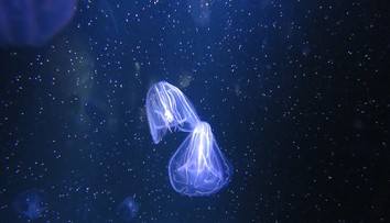 Turistický raj EÚ čelí invázii „kanibalskej“ medúzy, požierajúcej aj svoje potomstvo. Vedci varujú pred katastrofou