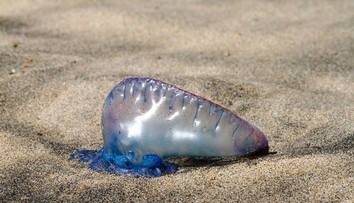 Pláže vo Francúzsku zaplavili zvláštne tvory. Ich 30-metrové chápadlá sú nebezpečné aj po smrti