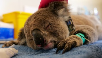 Koaly sú na pokraji vyhynutia. Ochorenie zabíja tisíce z nich, no ešte existuje nádej