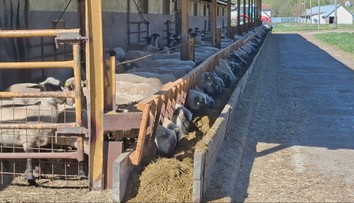 Farmári nemôžu vyhnať zvieratá na pasienky. Ovce aj kravy musia kŕmiť ako v zime