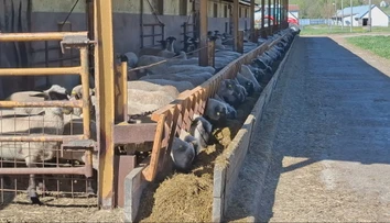 Farmári nemôžu vyhnať zvieratá na pasienky. Ovce aj kravy musia kŕmiť ako v zime