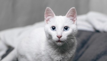 Žena musela vo vlaku zaplatiť vysokú pokutu. Dôvodom bolo hlasné mňaukanie kocúra