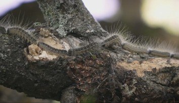 Chlpaté húsenice terorizujú Berlín. Pre zdravotné riziko rušia podujatia aj pobyt vonku