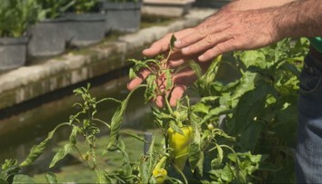 Búrky niekedy nestačia. Vlny tepla decimujú rastliny, na Slovensku sa darí škodcom a burinám