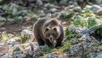 V Poľsku neďaleko hraníc so Slovenskom zabíjal medveď. Žena utrpela rozsiahle zranenia, na mieste zomrela
