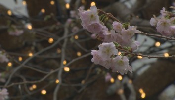 Uprostred zimy by ste to nečakali. Na levickej radnici rozkvitlo niečo nevídané