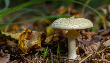 Pomýlili si bedľu so smrteľne jedovatou muchotrávkou. Dva manželské páry skončili v nemocnici po rovnakej chybe