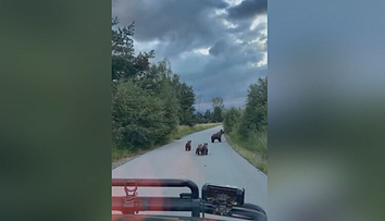 Zastaviť alebo pokračovať v jazde? Odborník radí, čo robiť, keď sa na ceste pred vami objaví medveď