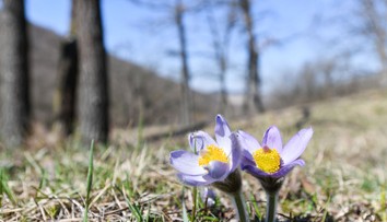 Marec bol v Európe historicky najteplejší od začiatku meraní. Extrémy padali aj na Slovensku