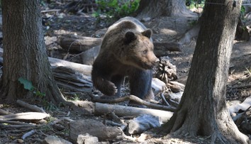 Namiesto problémových medveďov majú naháňať čísla. Profesionáli sa už na to nemôžu pozerať