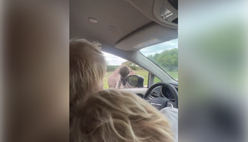 VIDEO: Bývalého britského premiéra Borisa Johnsona napadol pštros. Jeho reakcia baví sociálne siete