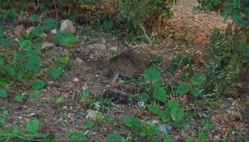 Považskú Bystricu sužujú premnožené potkany. Odborníci museli začať so špeciálnou deratizáciou