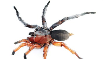 Ako keby niekto zošil dve polovice úplne odlišných tvorov. Novoobjavený druh pavúka klame telom