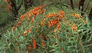 Slováci si obľúbili pestovať aj menej známe plodiny. Tieto tri sú vitamínové bomby