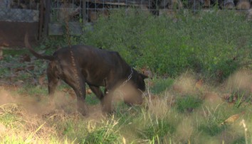 V Přerove zabil pes malé dieťa. Tu sú nové informácie o útoku