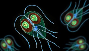 Veterinári upozorňujú na výskyt črevného parazita. Spôsobuje nepríjemné ochorenie, môže sa preniesť aj na človeka