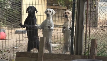 Boli sme na odchyte s ochranármi. Na Slovensku tisíce psov potrebujú pomôcť