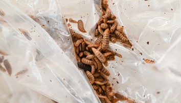 Unikátny nápad zo Slovenska. Jeden náš potravinový reťazec dáva plastové obaly čistiť larvám