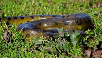Všetci o nej hovoria, ale nikto ju nevidel. Dubnicou nad Váhom sa šíri, že tam anakonda zabíja labute