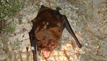 Vedci prvýkrát opísali, ako loví najväčší netopier Európy. Vtáky sú proti nemu bezmocné
