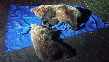 Smutný príbeh tatranskej medvedice a mláďaťa. Namierili si to k odpadkom a to bol ich koniec