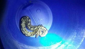 Nočný šok v Prievidzi. Do bytu na treťom poschodí vliezol meter a pol dlhý had