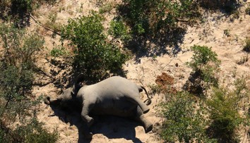 Chodili v kruhoch a nakoniec spadli na zem mŕtvi. Vedci rozlúštili záhadu hromadného úhynu slonov v Afrike