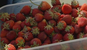 Na predajni 12 eur, na poli za 3 a pár centov. Zistili sme, kde si nazbierate najlacnejšie jahody (TABUĽKA)